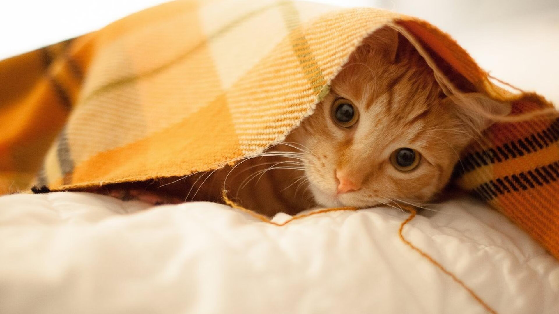 澳网险胜法网，纳达尔那株在异乡燃烧的倔强荆棘