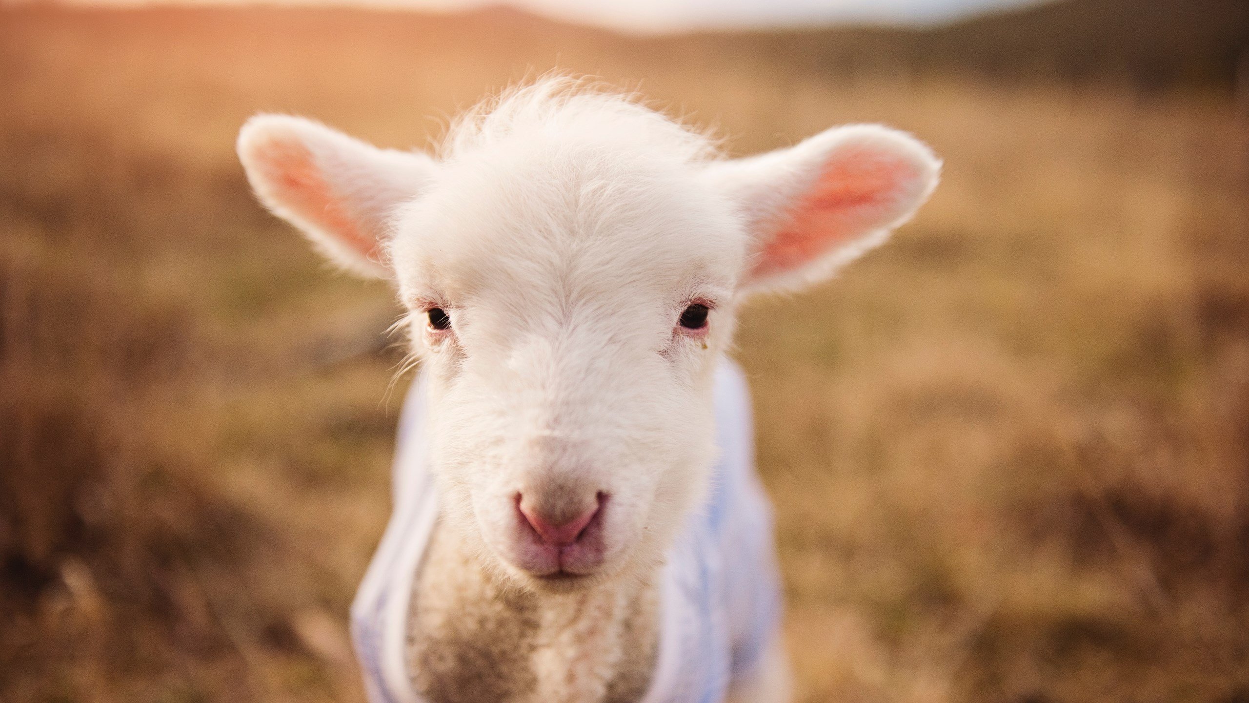 赛道终章，诺里斯点燃火焰，阿斯顿马丁绝杀雷诺