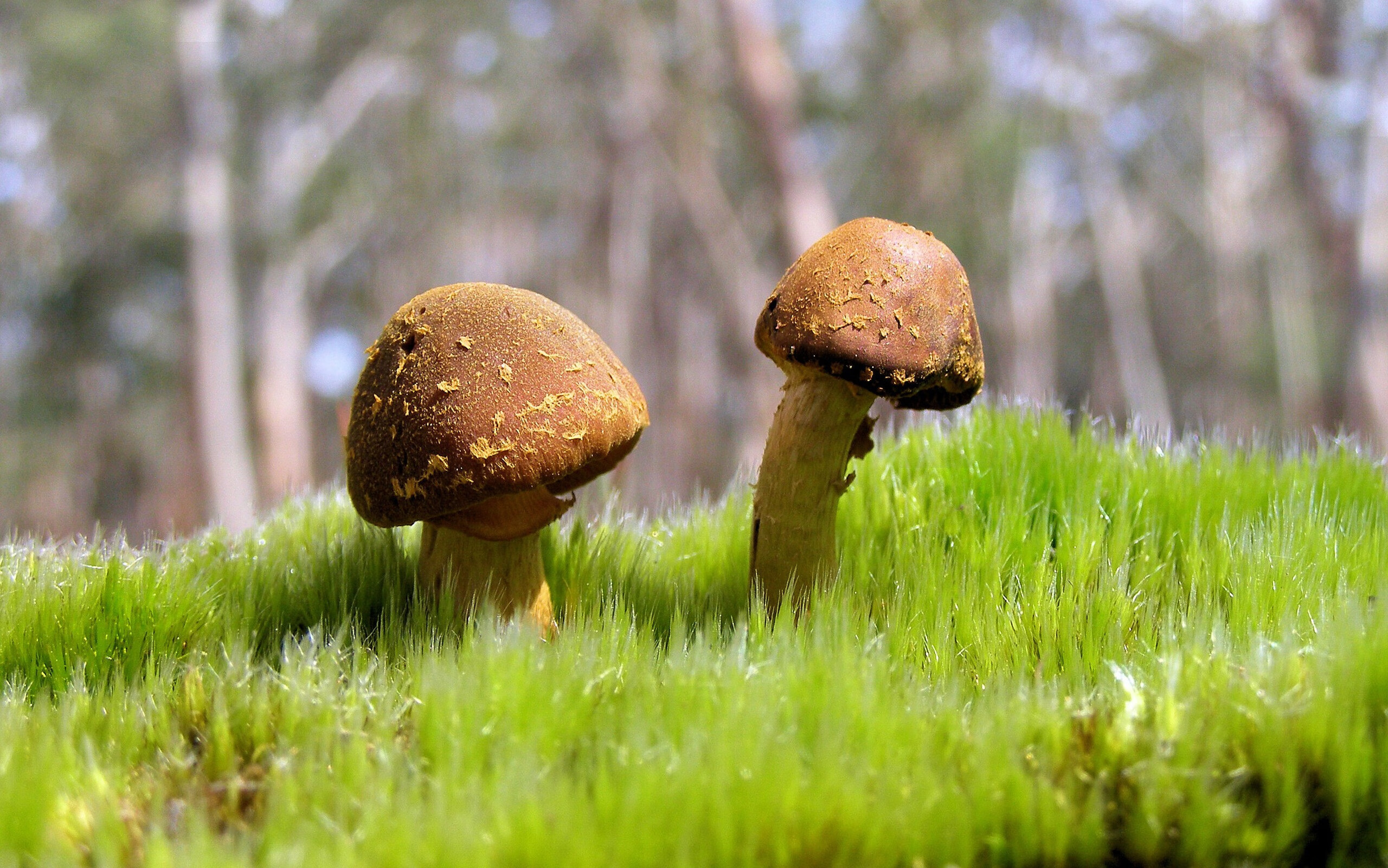 爱游戏大厅-石破天惊！石宇奇绝境扛旗，印度羽坛历史险胜背后的中国孤勇