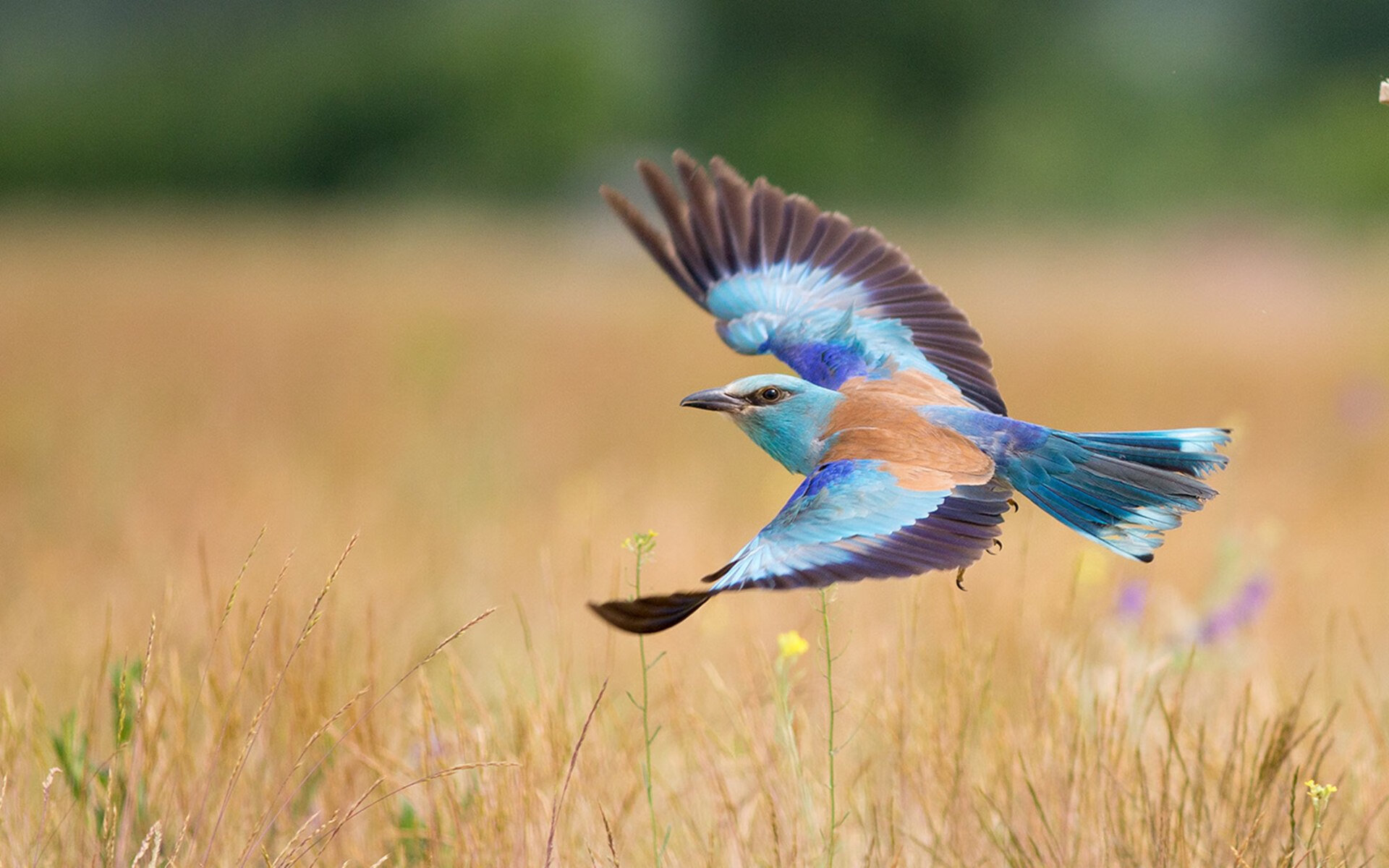 神换人铸就逆袭！哈弗茨替补定乾坤，哥伦比亚绝境觉醒力克牙买加
