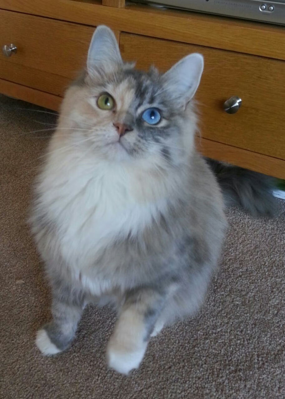 改写裁判手册的人，巴雷拉让赛后评分成为他的个人记分牌