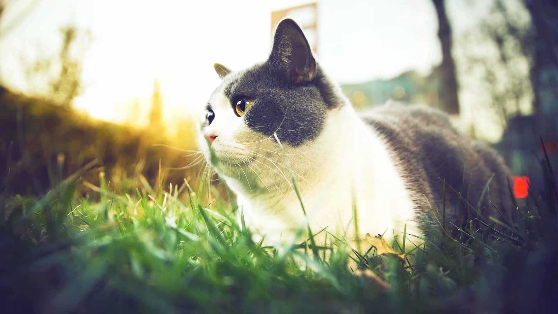 当英超争冠夜降临NBA，班凯罗的加冕时刻