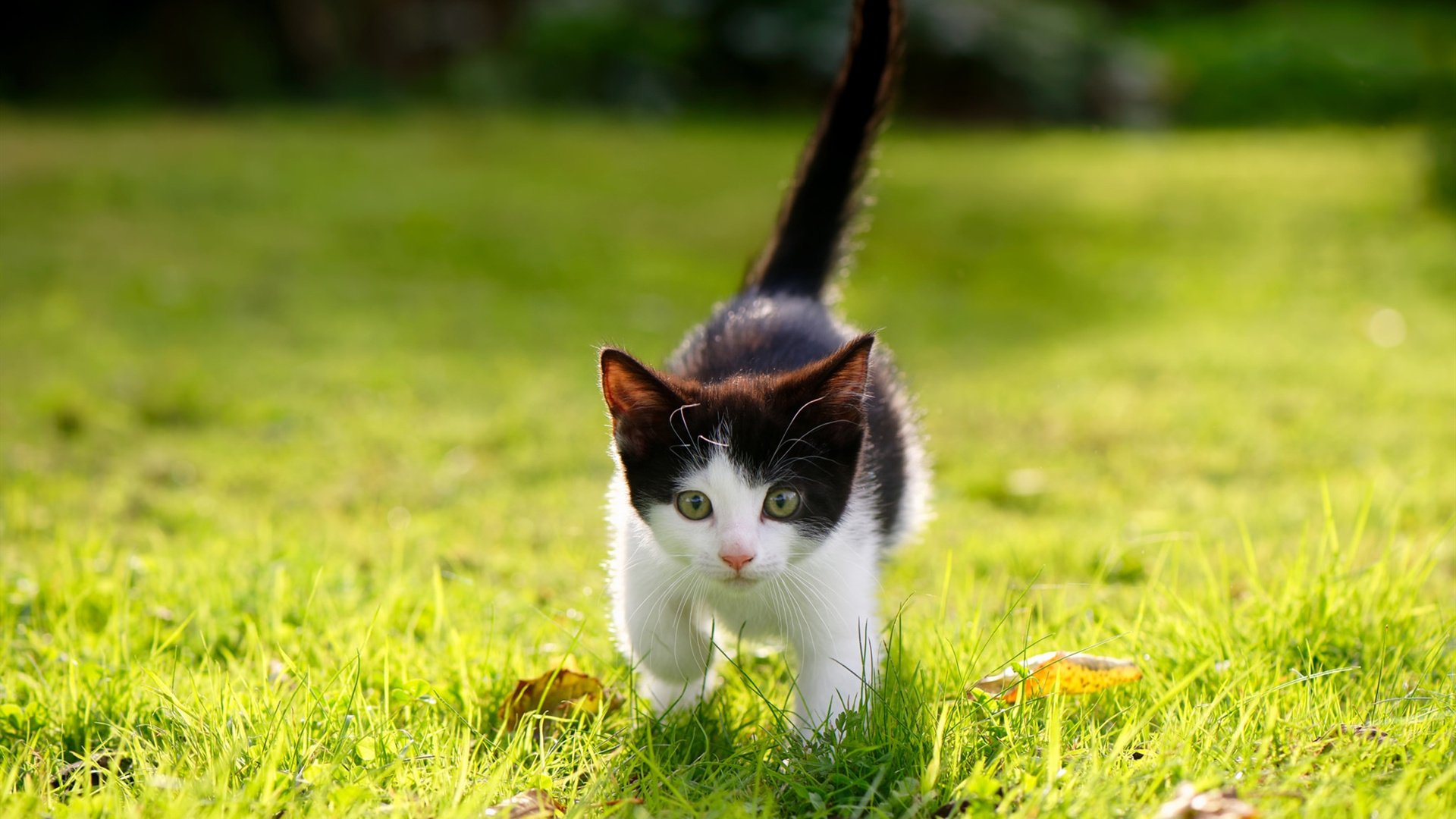 熔解黄昏,当米切尔在奥运周期关键战之夜独自闪耀