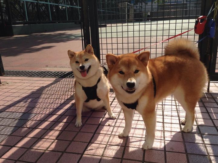不眠夜分叉,当迈阿密凌晨四点的范弗利特,朝洛杉矶夕阳开了一枪