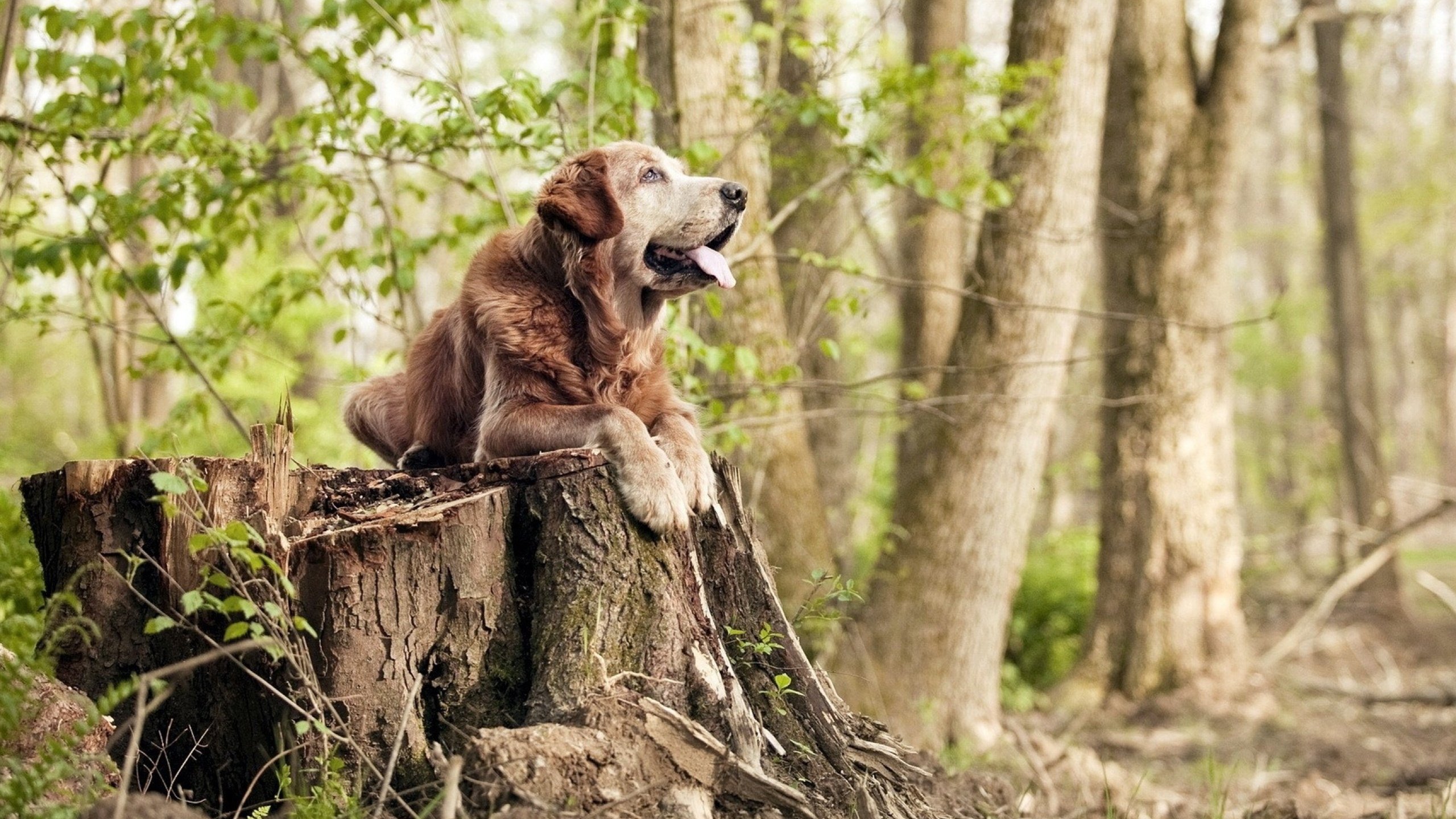 绝境掌控者,从足球决胜局到F1街道赛的逆转哲学