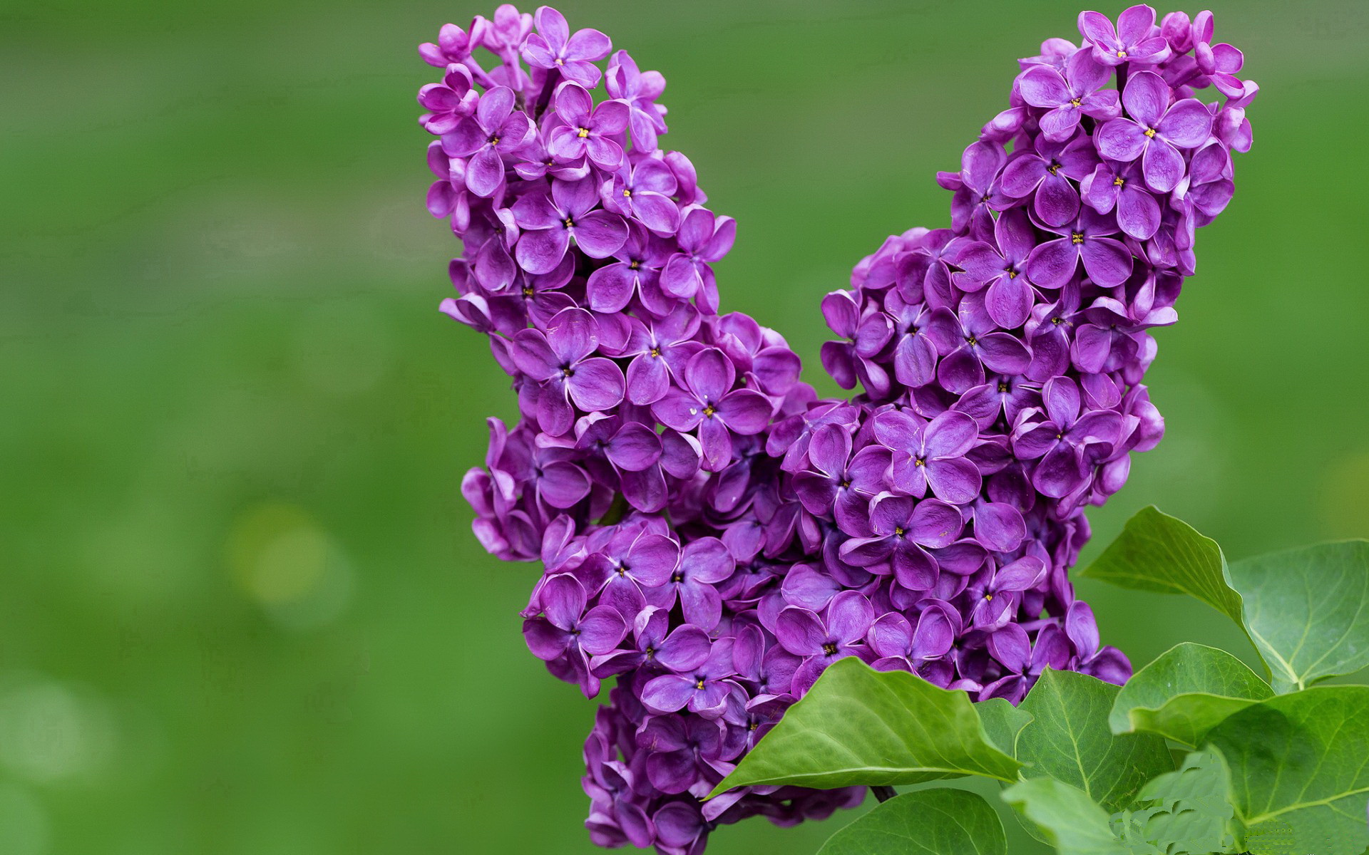 战术拼图罗马掀翻亚特兰大,德里赫特一肩担起攻防转换的千斤重担