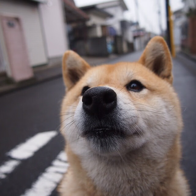 当美式孤胆遇上英式铁壁，莱奥在文化裂缝中完成自我正名