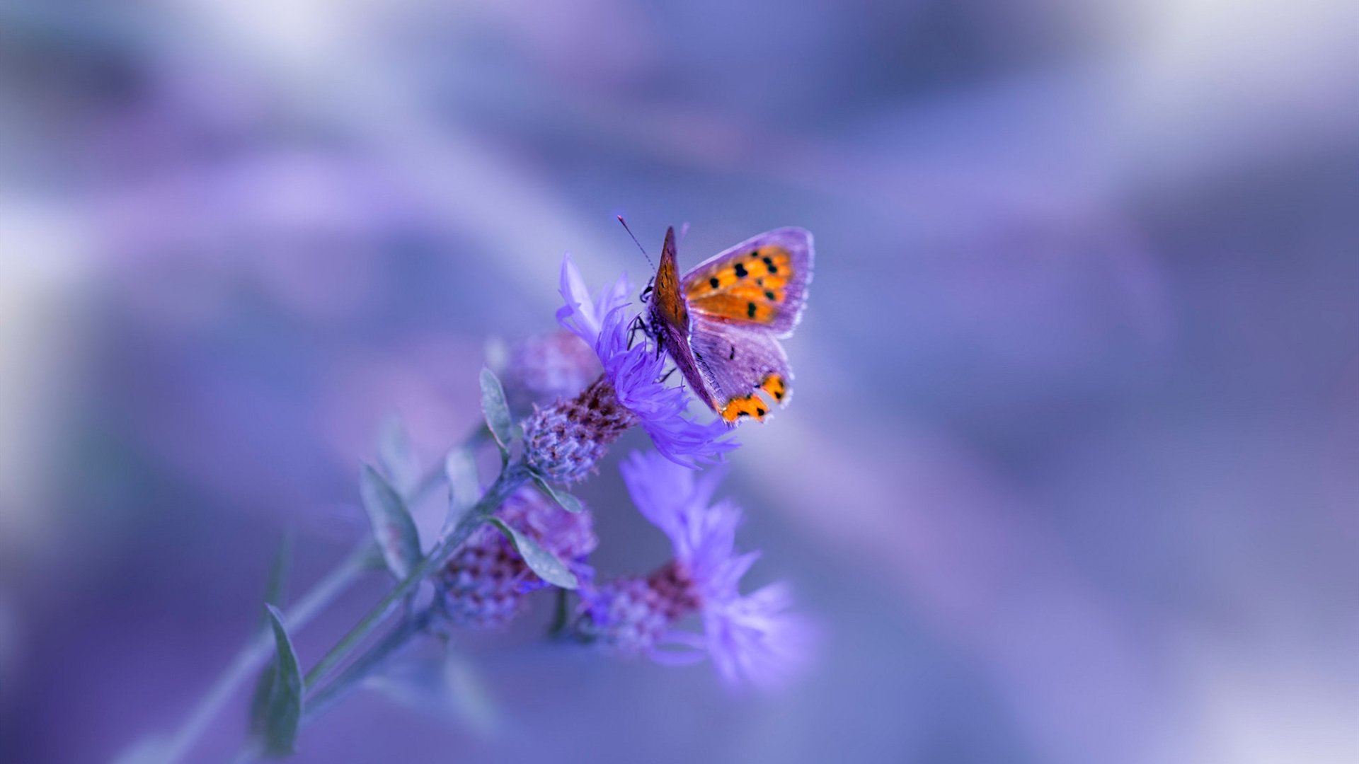 决战东方之巅,福克斯交出唯一答案