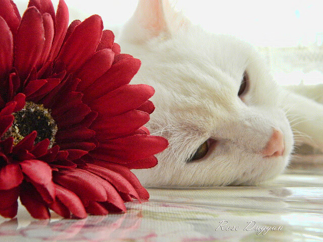 钢铁丛林与逆光执剑者，布伦森如何在雄鹿的碾压之势中改写剧本