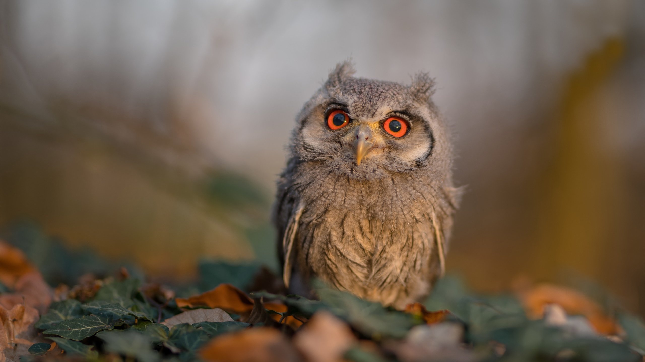 当万花筒开始旋转，保罗的接管时刻与篮球的唯一性哲学