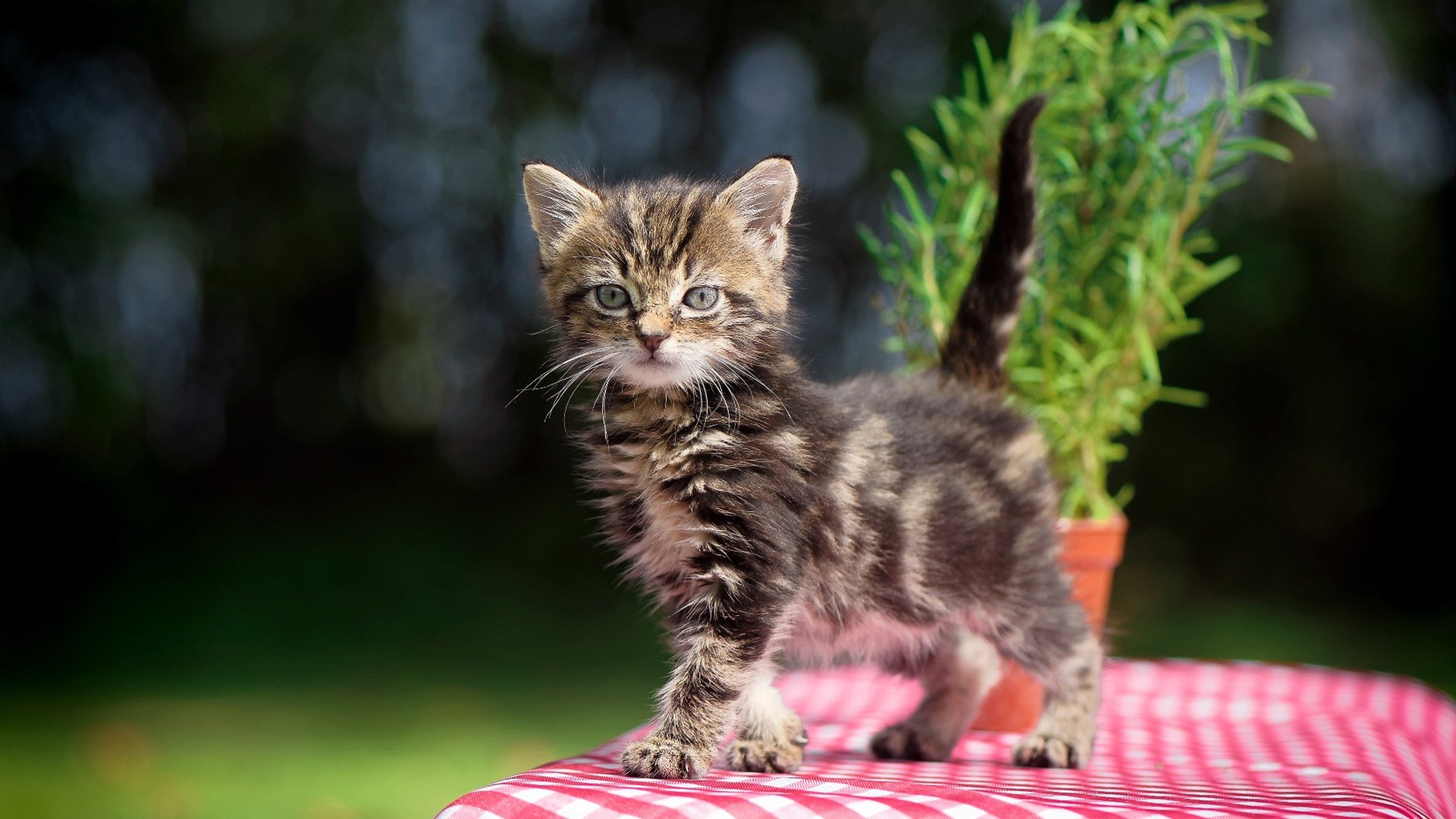 绿茵场与硬木地，当英超争冠的闪电照亮鹈鹕的翅膀