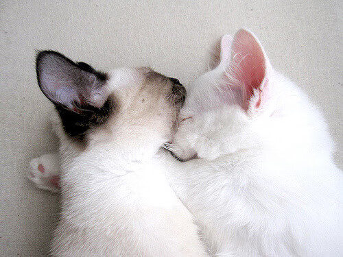 欧洲之夜,迪马利亚爆发梅开二度,冰岛黑马掀翻莱比锡红牛