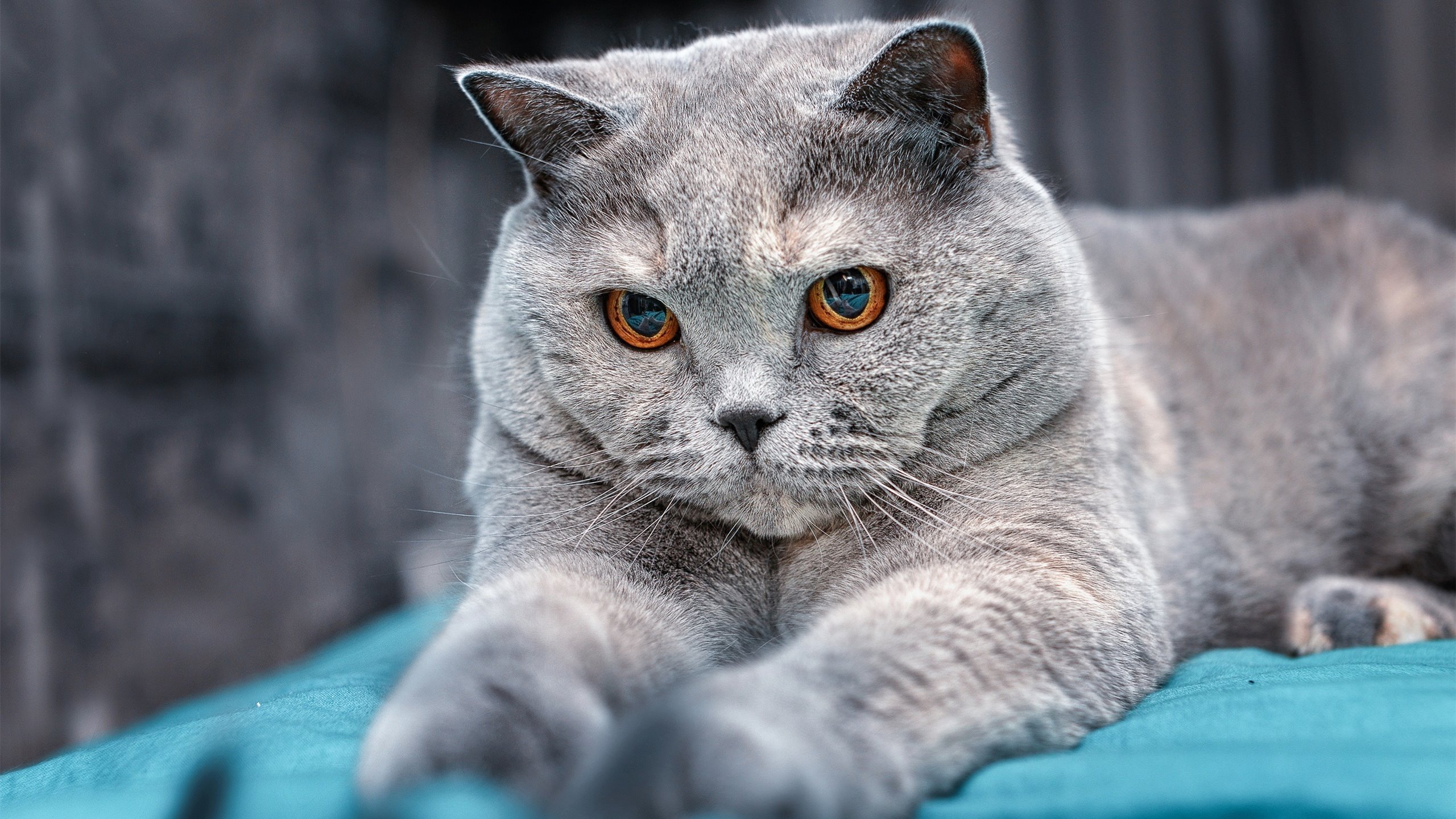 未来已来！文班亚马无解攻防彻底击穿热火铁阵，猛龙暗藏冠军獠牙？