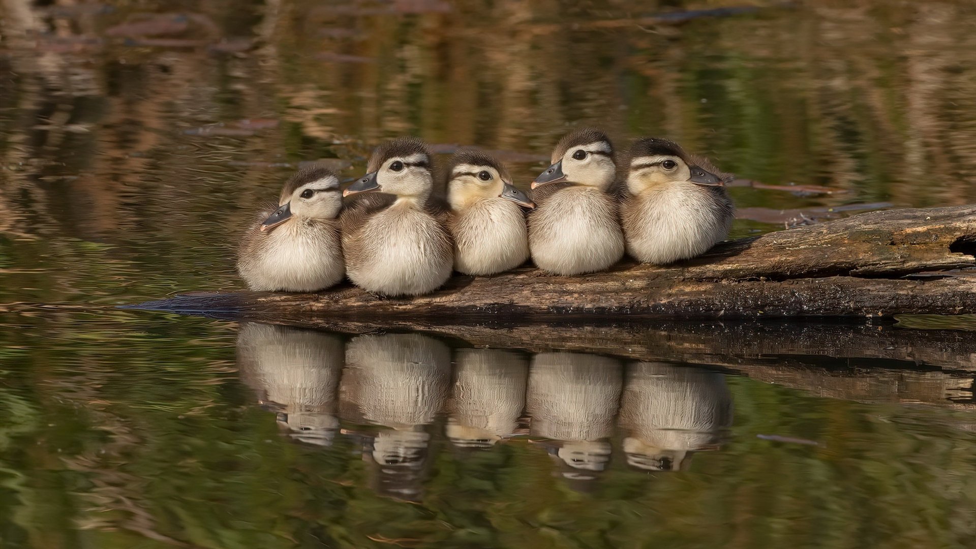 谁让步行者一夜难眠?不是惊天动地的暴扣,而是他轻描淡写的最后一击