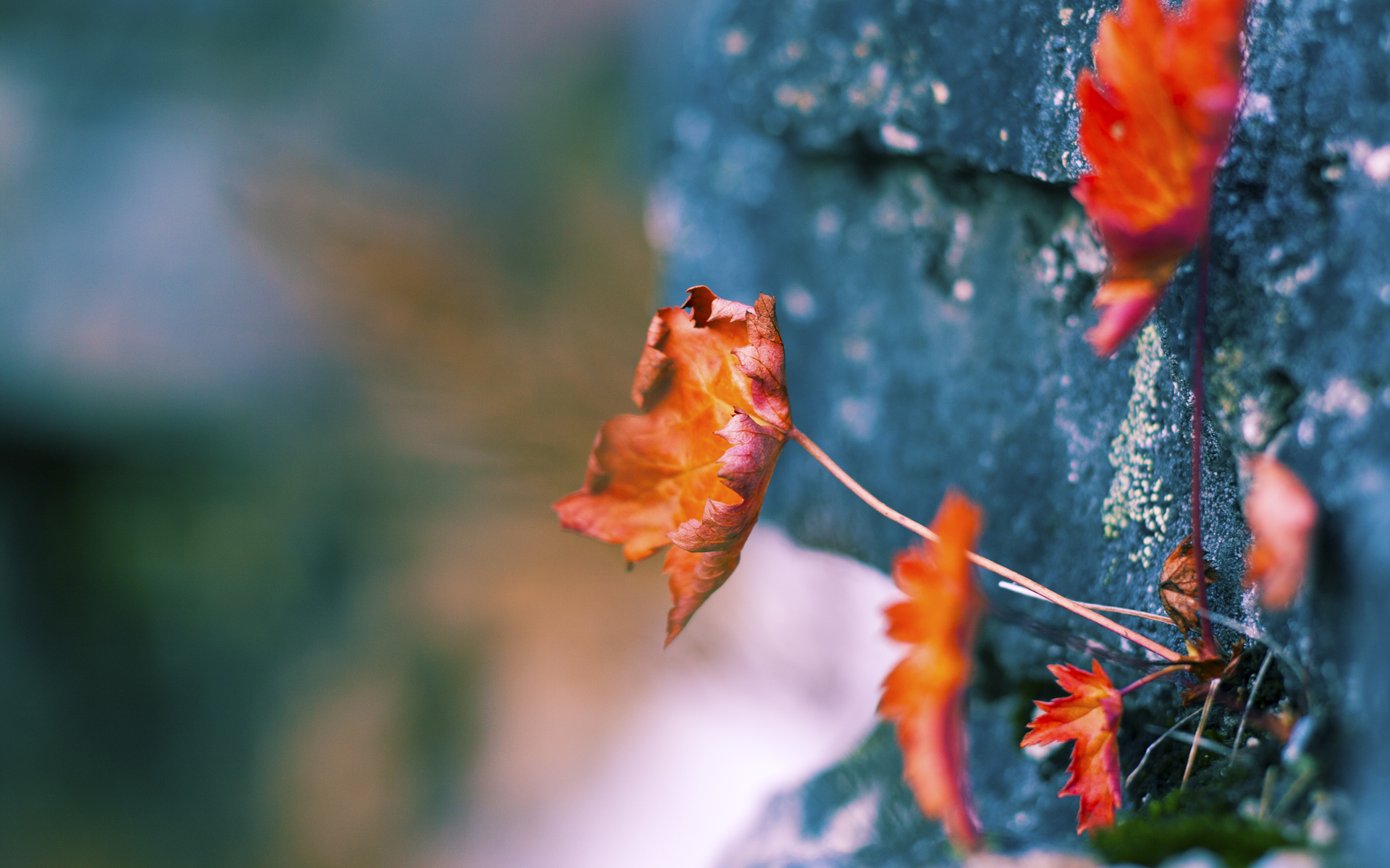 当天山雪豹遇见萨城国王，保罗的万里传棋与篮球的丝路奇缘