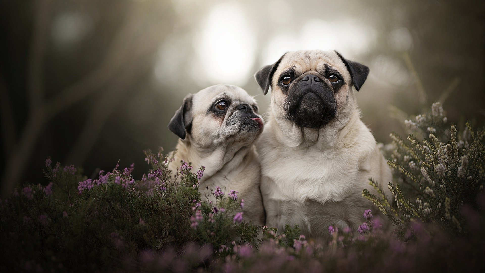马刺闪电战速胜广东,杰伦格林关键先生闪耀全场