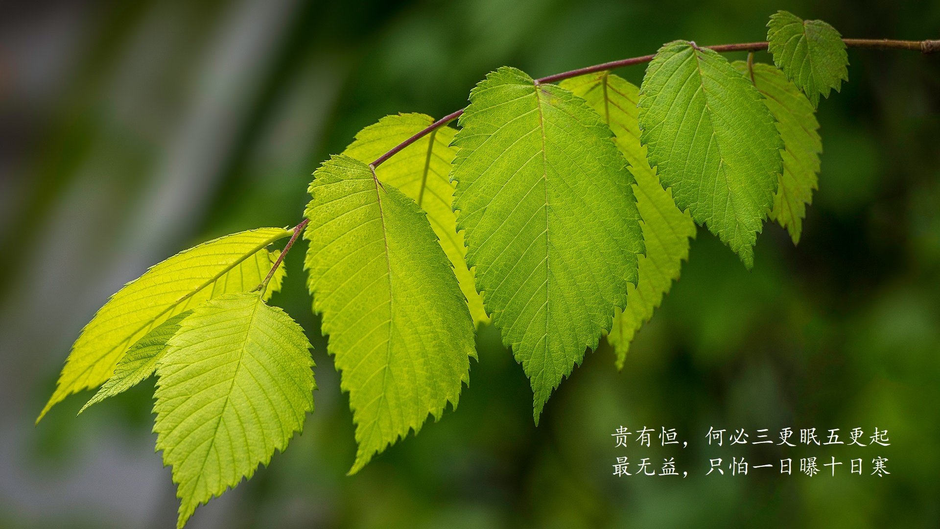 沙漠中的极光,当北欧童话照进美利坚之梦,内马尔在2026世界杯G组写下唯一神迹