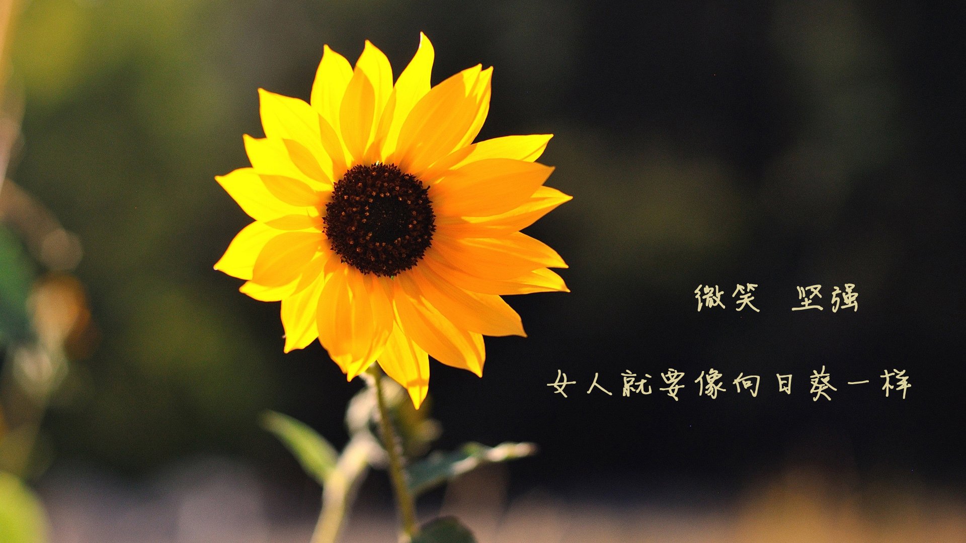 扩展